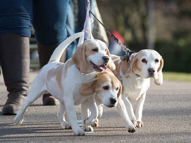 Финал Crufts 2017: назван чемпион мира среди собак