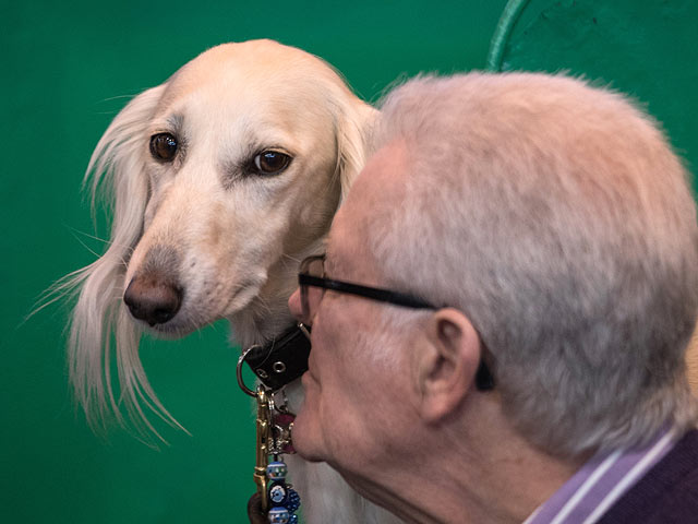 Финал Crufts 2017: назван чемпион мира среди собак