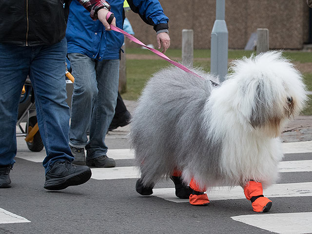 Финал Crufts 2017: назван чемпион мира среди собак