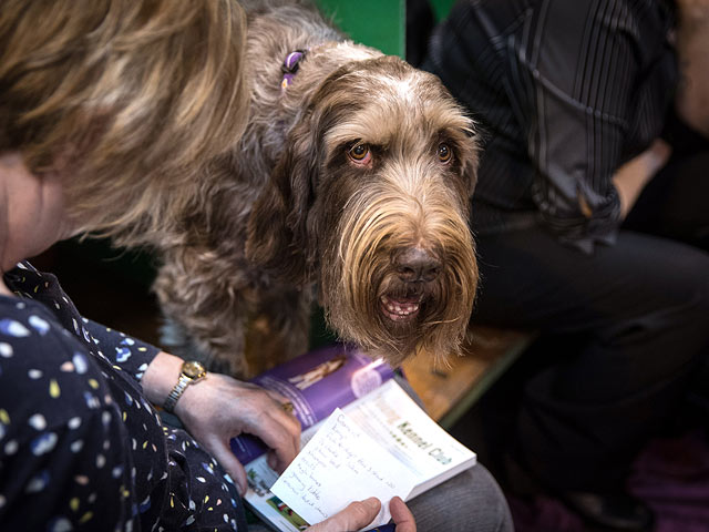 Финал Crufts 2017: назван чемпион мира среди собак