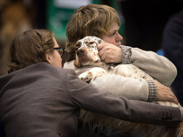 Финал Crufts 2017: назван чемпион мира среди собак