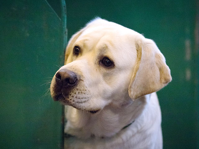 Финал Crufts 2017: назван чемпион мира среди собак