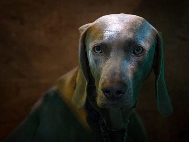 Финал Crufts 2017: назван чемпион мира среди собак