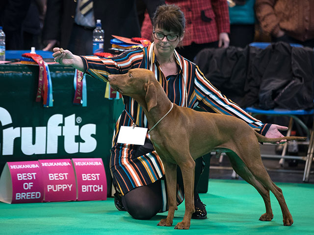 Финал Crufts 2017: назван чемпион мира среди собак