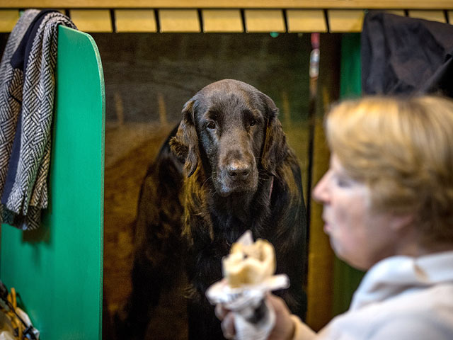 Финал Crufts 2017: назван чемпион мира среди собак