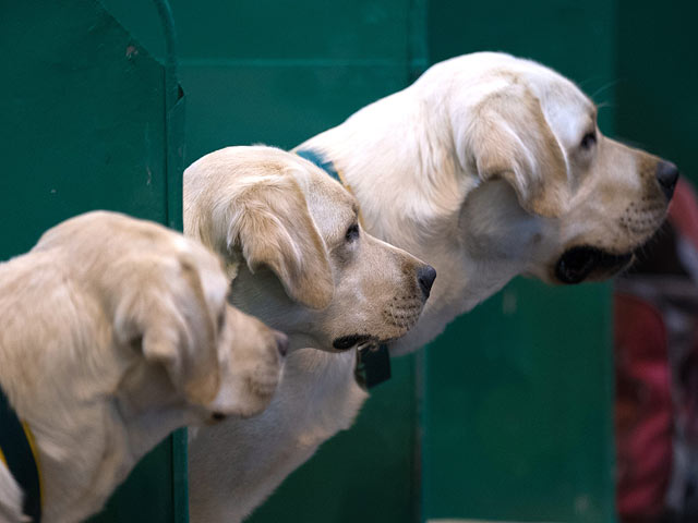 Финал Crufts 2017: назван чемпион мира среди собак