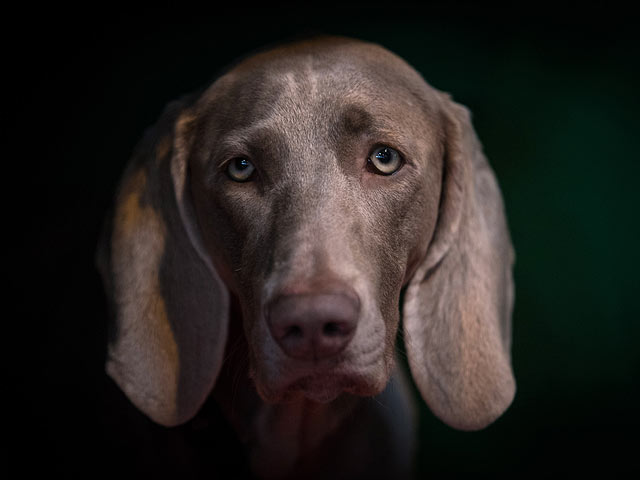 Финал Crufts 2017: назван чемпион мира среди собак