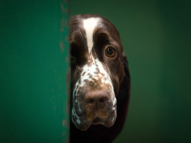 Финал Crufts 2017: назван чемпион мира среди собак