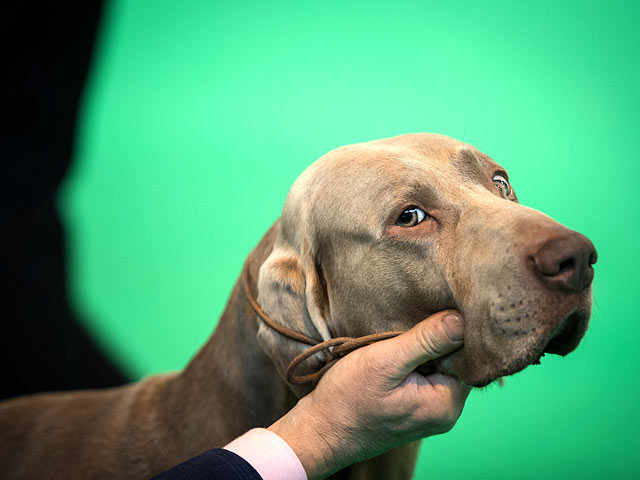 Финал Crufts 2017: назван чемпион мира среди собак