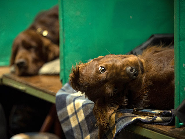 Финал Crufts 2017: назван чемпион мира среди собак