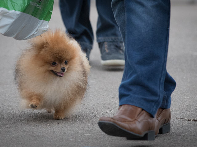 Финал Crufts 2017: назван чемпион мира среди собак