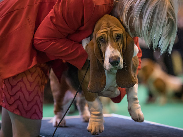 Финал Crufts 2017: назван чемпион мира среди собак