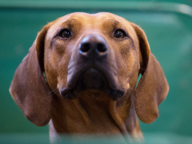 Финал Crufts 2017: назван чемпион мира среди собак