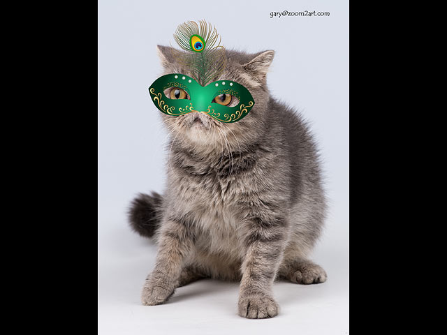 В эту субботу, 11 марта, звезда кошачьего мира экзотический котенок Маленький Принц приглашает вас на выставку кошек "Карнавал Пурим"