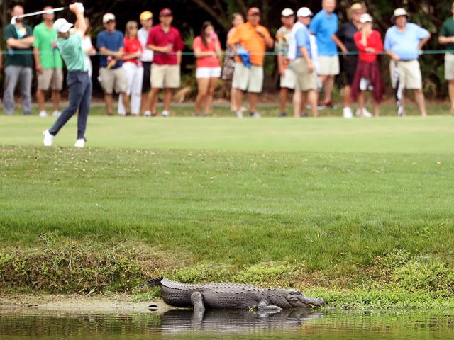 Американский гольфист выгнал аллигатора с поля