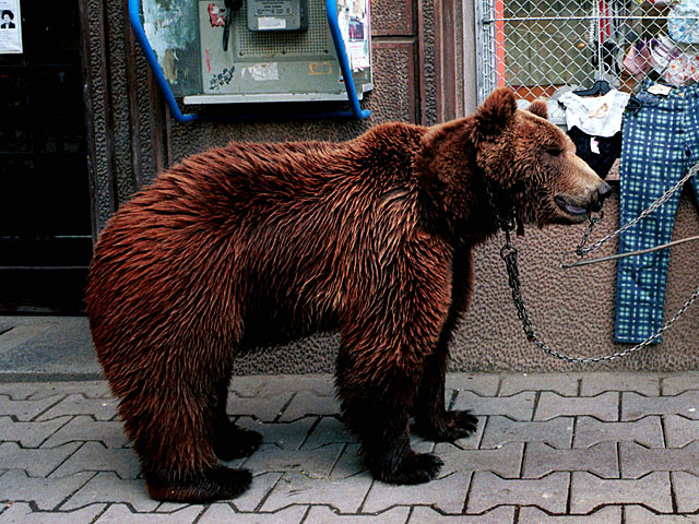 Полиция Таганрога разыскивает мужчину, который выгуливал медведя на поводке   