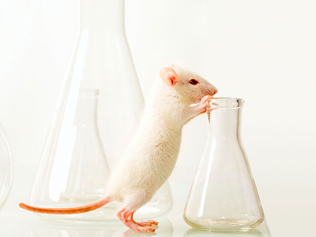 Препарат, созданный на основе паучьего яда, уже прошел испытание на мышах