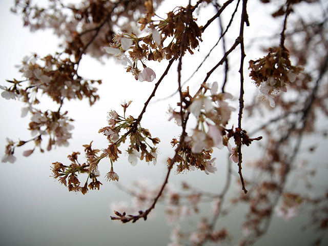Вопреки штормам: цветение сакуры в Вашингтоне