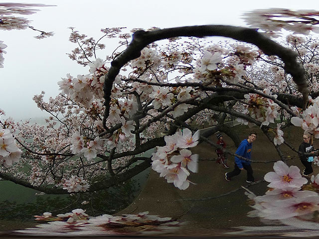 Вопреки штормам: цветение сакуры в Вашингтоне
