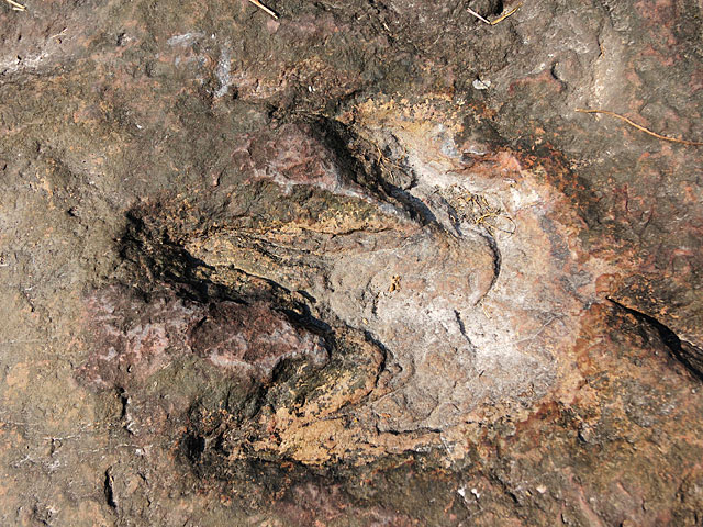 В Австралии обнаружен "Парк Юрского периода" со следами самого большого динозавра    
