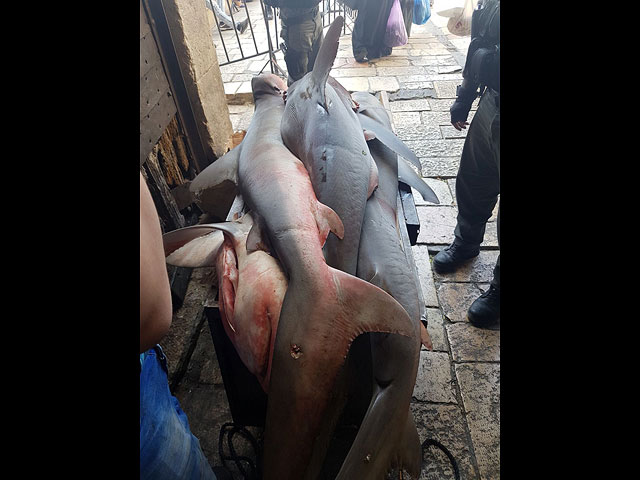 В Старом городе Иерусалима задержан араб, привезший на продажу акул  