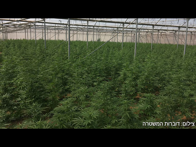 В районе Иерихона обнаружены теплицы с тысячами кустов марихуаны  