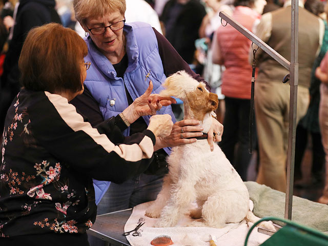 Crufts: открытие самой большой собачьей выставки в мире