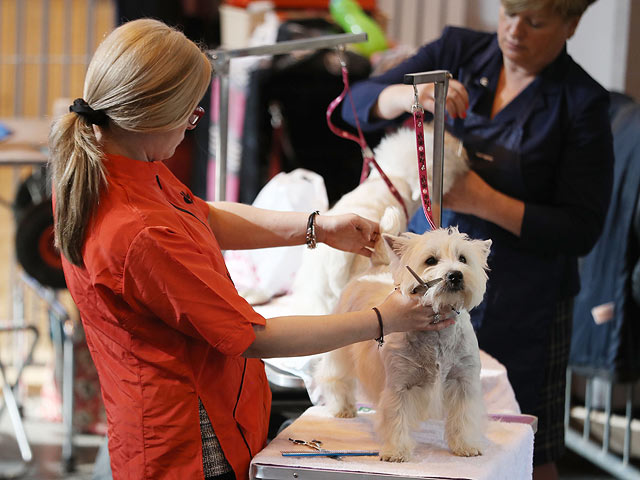 Crufts: открытие самой большой собачьей выставки в мире