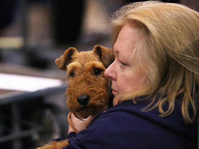 Crufts: открытие самой большой собачьей выставки в мире