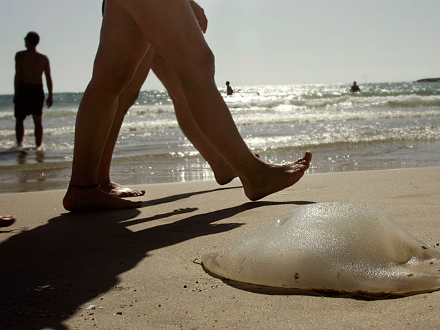 Нашествие медуз омрачило пасхальный отдых на побережье Средиземного моря    