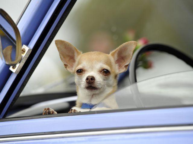 История щенка из Техаса, который едва не умер от передозировки героина 