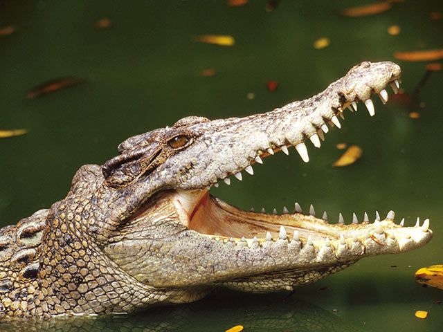 История про съеденного крокодилами пастора оказалась розыгрышем    