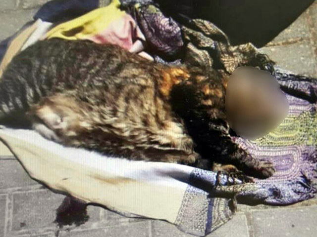 Жительница Герцлии подозревается в том, что убила кошку, выбросив ее из окна  