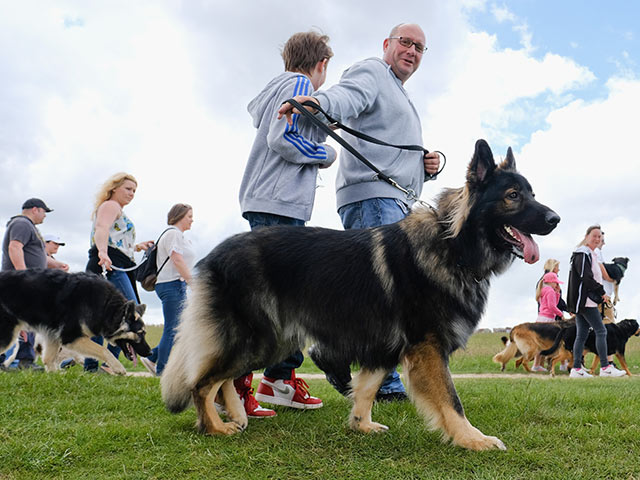 Great North Dog Walk: собачья свадьба на 28.000 гостей