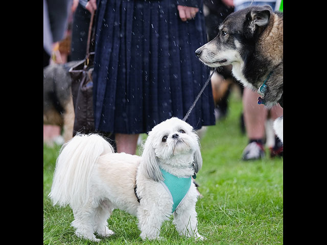 Great North Dog Walk: собачья свадьба на 28.000 гостей