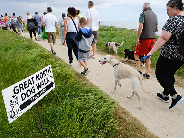 Great North Dog Walk: собачья свадьба на 28.000 гостей