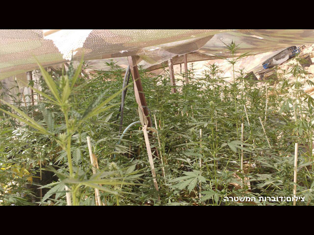 На полигонах ЦАХАЛа на юге страны обнаружены тысячи саженцев марихуаны    