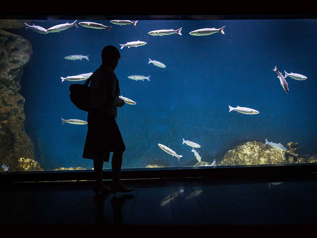 Подводный мир Иерусалима: в столице откроется океанариум