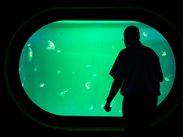 Подводный мир Иерусалима: в столице откроется океанариум