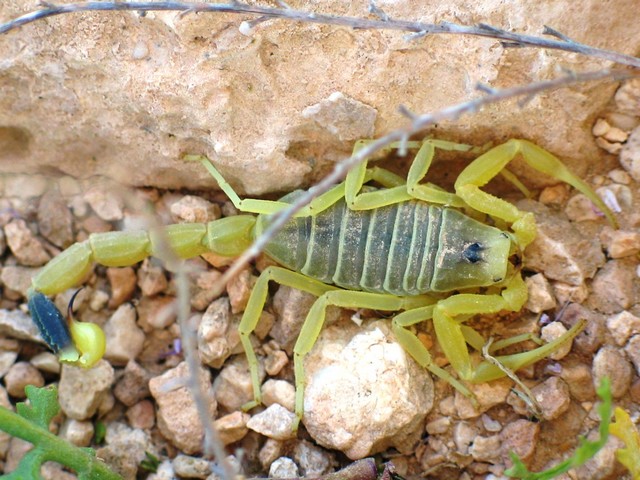 В Негеве желтый скорпион ужалил маленькую девочку, ребенок в критическом состоянии    