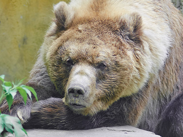 На Камчатке застрелили медведя, проникшего на территорию больницы  