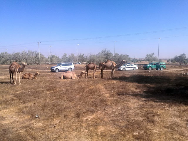 Полиция задержала на шоссе &#8470;40 стадо верблюдов  