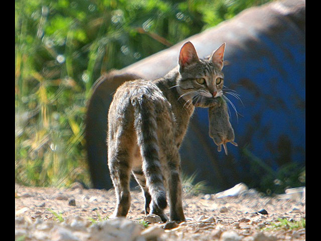 Израиль &#8211; кошачье царство.