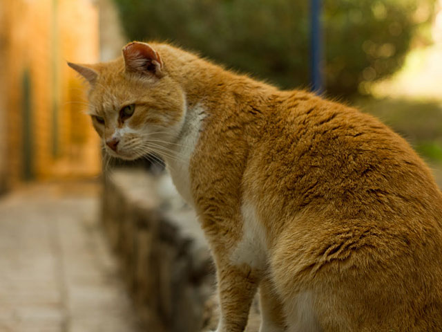 Израиль &#8211; кошачье царство.