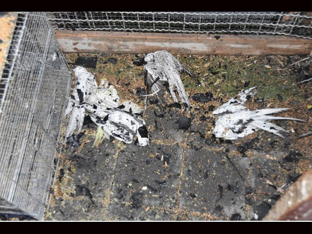 Житель Ришон ле-Циона задержан за сожжение живьем 80 попугаев    