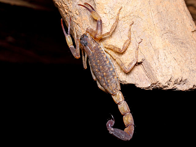 В Араде желтый скорпион ужалил полуторагодовалого ребенка    