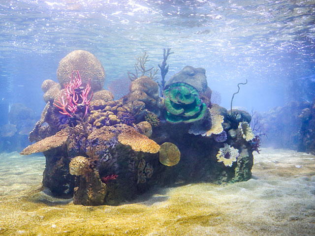 В Иерусалиме открылся "Израильский аквариум", рассказывающий о четырех морях  
