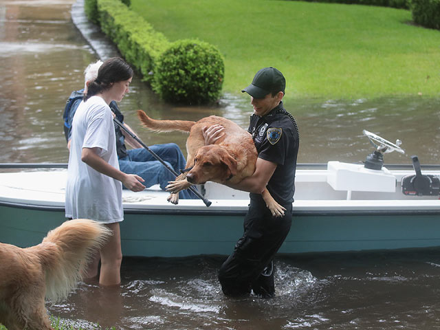 "Харви": спасение животных от наводнения и урагана