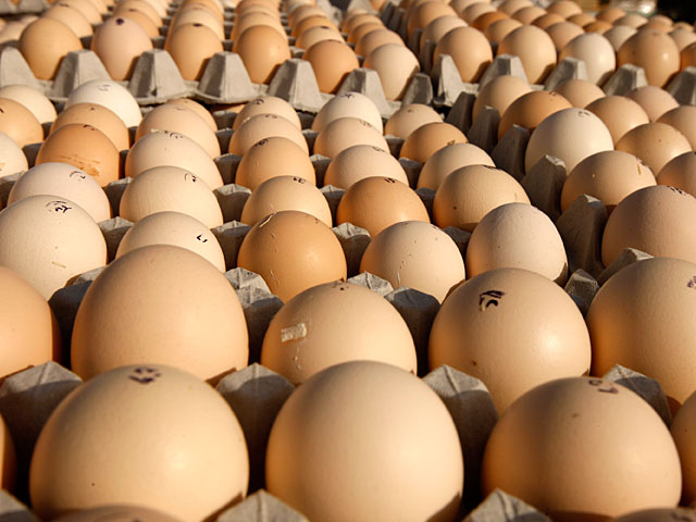 Минздрав изъял 225 тысяч яиц, зараженных сальмонеллой    