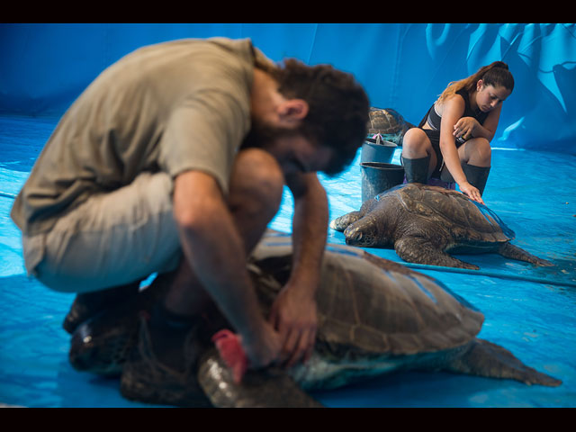 "Банный день" в Центре спасения морских черепах